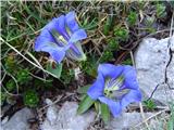 Trumpet Gentian (Gentiana clusii)